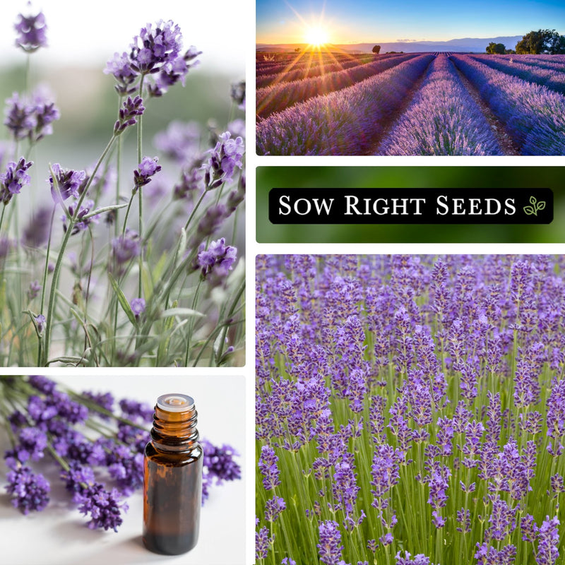 munstead strain lavender seeds collage growing in field rows herbal medicinal oil purple flowers blooms blossoms