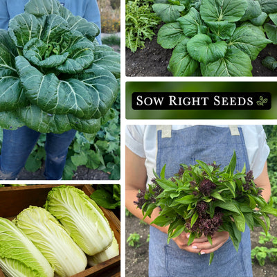 asian greens seed collection collage pak choi bouquet tat soi growing in garden napa michihili cabbage harvest thai basil bouquet