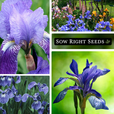 wild blue iris blooms growing in garden blossoms