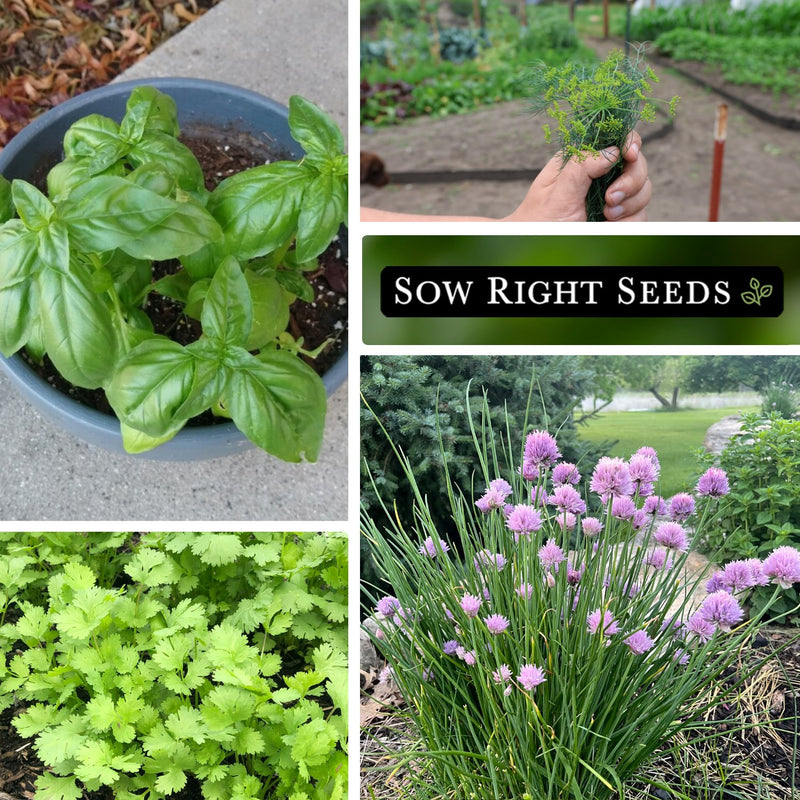 five herb seed collection collage basil growing in band dill in hand cilantro and chives growing in garden