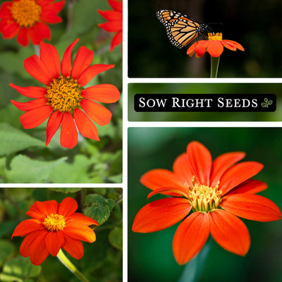 mexican sunflower seeds collage blooms blossom growing in garden butterfly pollinator