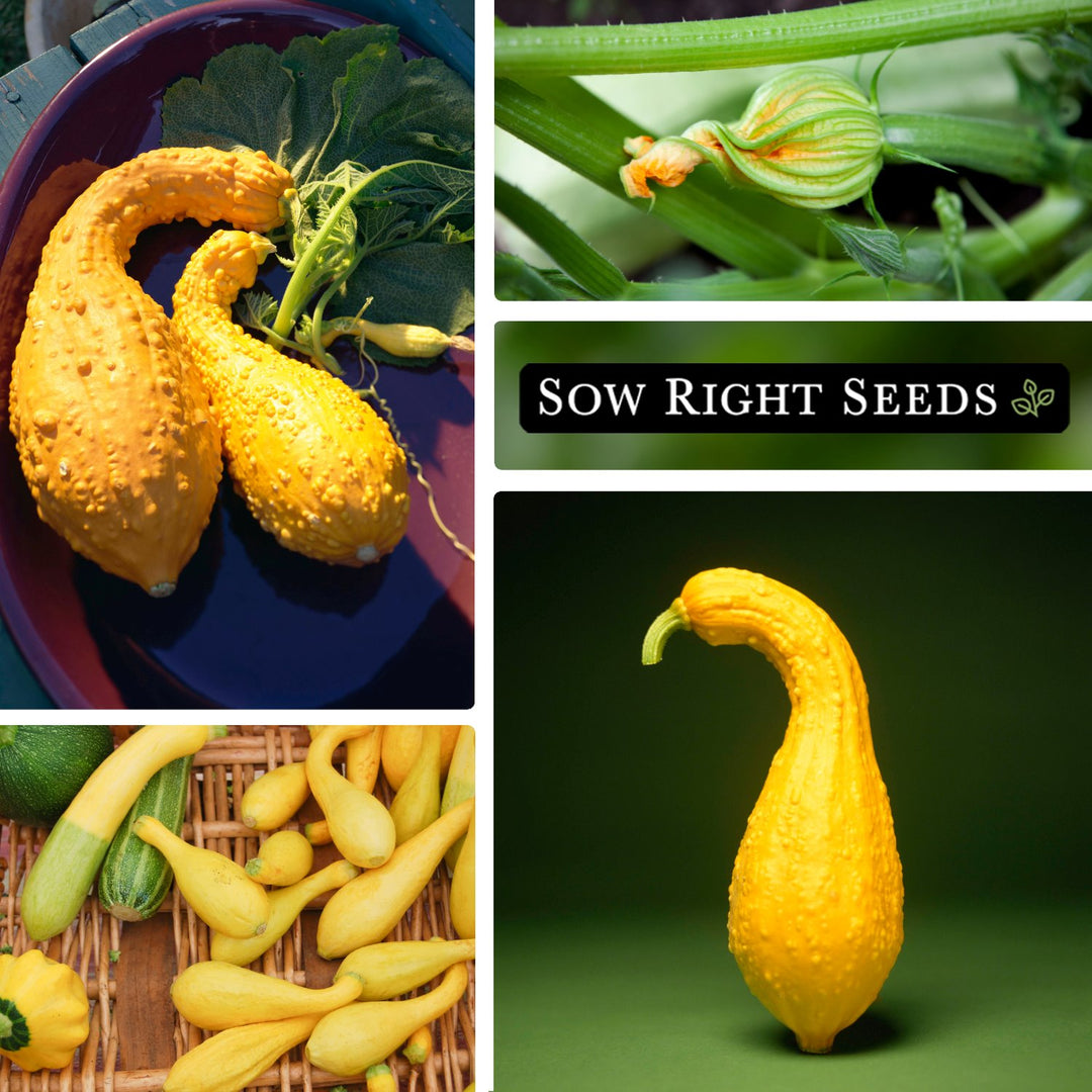 planting crookneck squash seeds Golden Crookneck Summer Squash – Sow Right Seeds