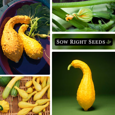 golden crookneck summer squash seeds collage harvest blossom gourds basket vegetable