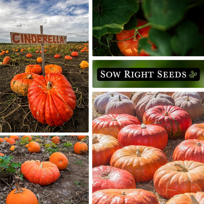 cinderella pumpkin seeds collage pumpkin patch growing in garden large harvest