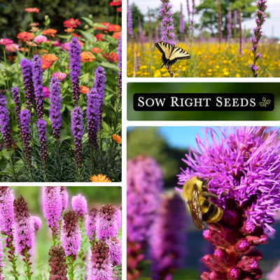 gayfeather seeds collage growing in garden wildflower fields butterfly bee pollinator blooms