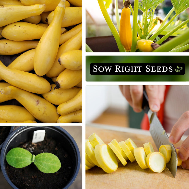 straightneck summer squash seeds large harvest growing in garden seedling in pot slicing on cutting board