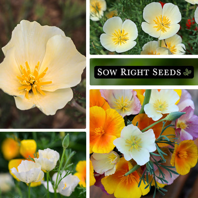 white linen california poppy bloom, growing in fields, white flower, mix of colors bouquet