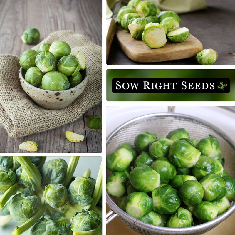 long island improved brussels sprouts, harvest in bowl, sliced on cutting, brussels sprouts growing, harvest in colander