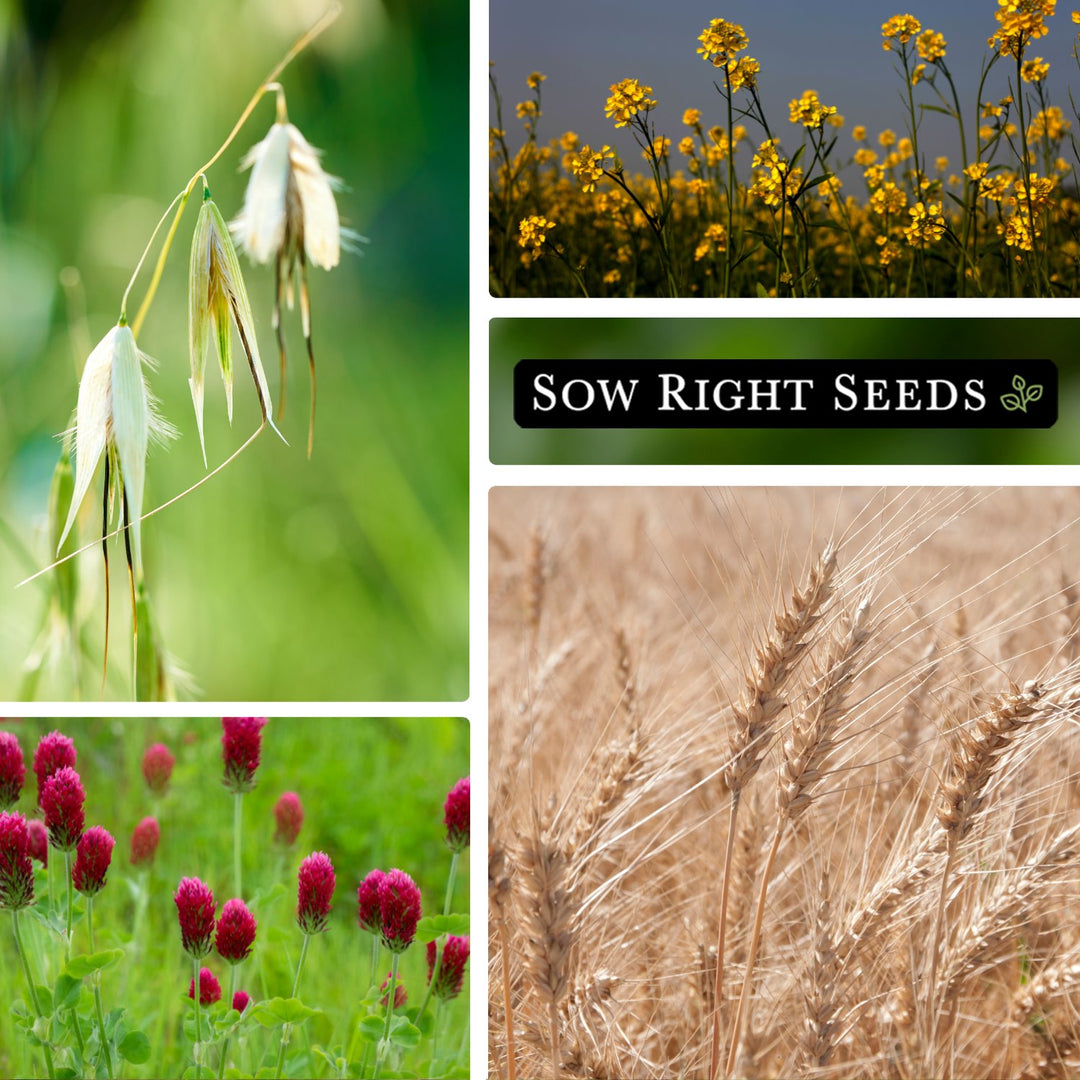 types of seeds for planting All Cover Crop Seed Collection