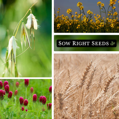 all cover crop seed collection collage rye yellow mustard crimson clover oats growing in field garden