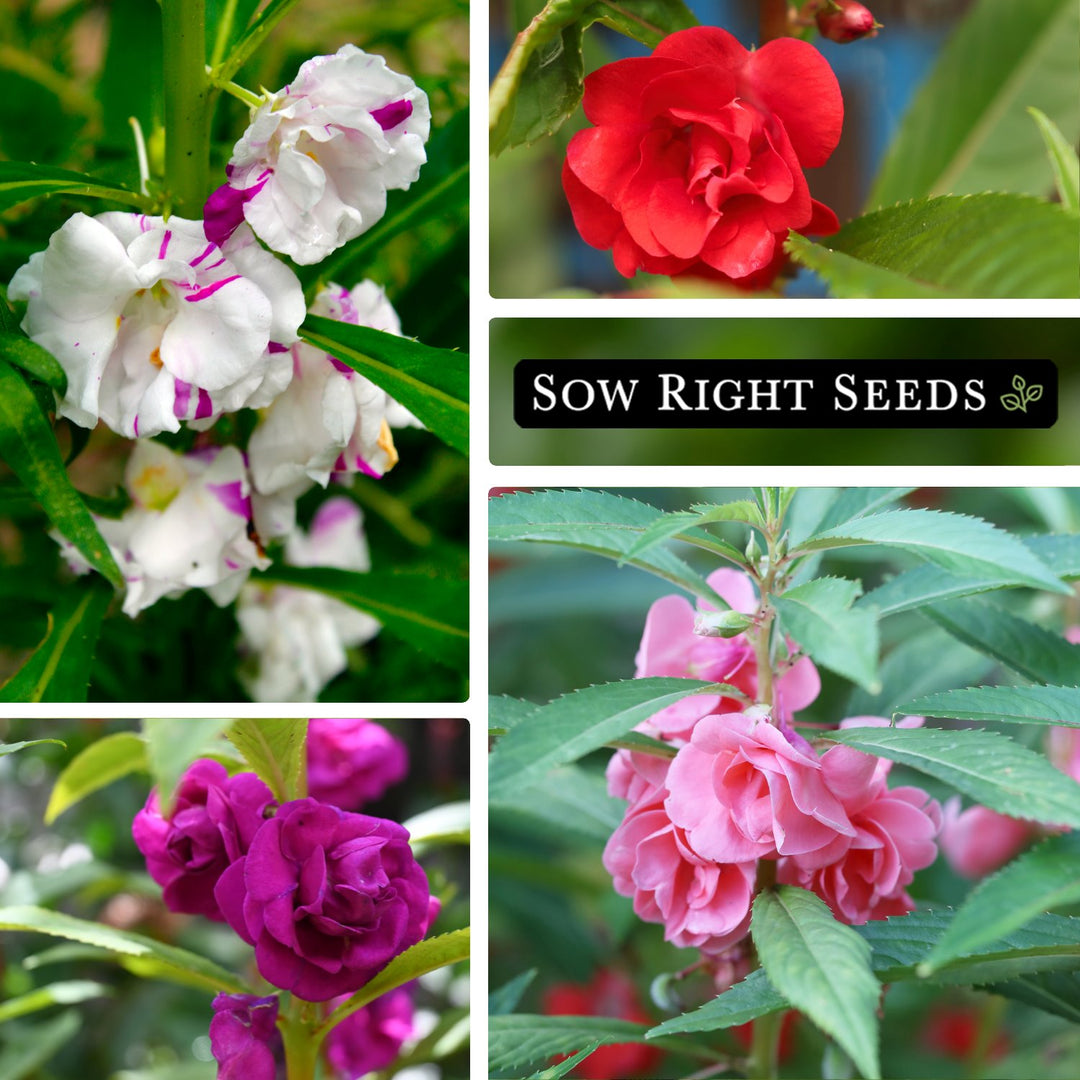 Tom Thumb Balsam Seeds for Sale