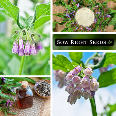 comfrey seeds collage blooms blossoms growing in garden cream herbal medicinal remedy