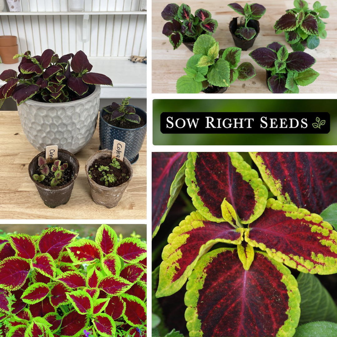 Sow Right Seeds - Coleus Rainbow Mix Seeds for Planting - Beautiful Flowers to Plant in Your Home Garden - Indoors or Outdoors