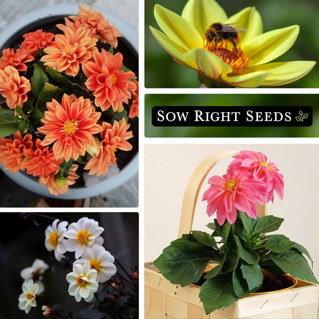 single dahlia seeds Dwarf Single Dahlia Mix Seeds