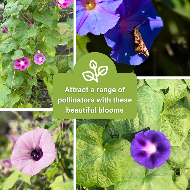 morning glory flower seeds high Sow Right Seeds Morning Glory Flower Seed, Non-GMO