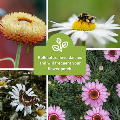 daisy collection seeds pollinators love daisies and will frequent your flower patch