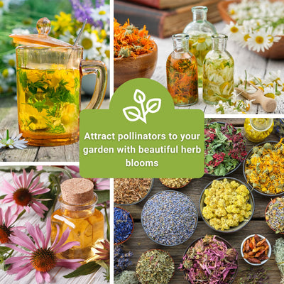 large medicinal herb seed collection attract pollinators to your garden with beautiful herb blooms