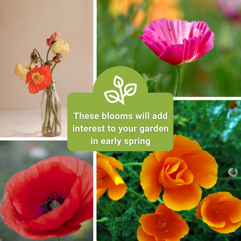 poppy collection these blooms will add interest to your garden in early spring