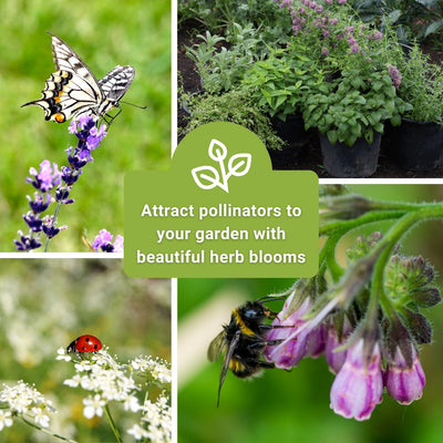 large medicinal herb seed collection attract pollinators to your garden with beautiful herb blooms