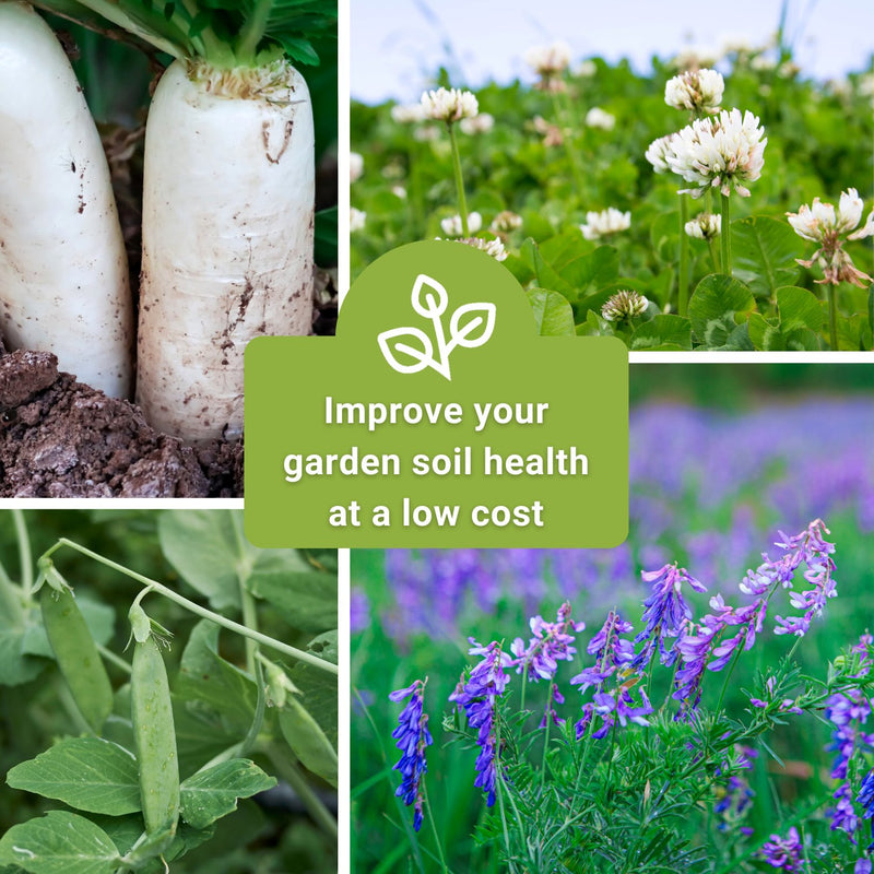 all cover crop seed collection improve your garden soil health at a low cost