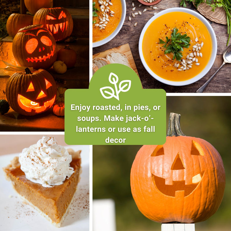 classic pumpkin seed collection enjoy roasted in pies or soups make jack o&