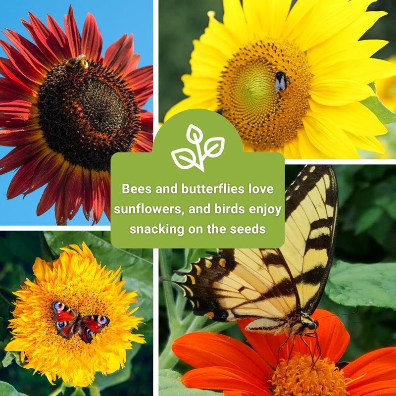 large sunflower collection bees and butterflies love sunflowers and birds enjoy snacking on the seeds