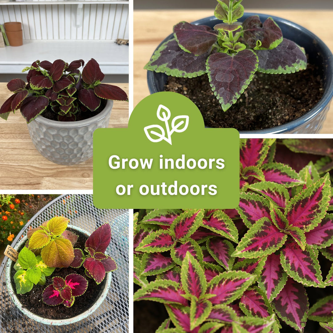are coleus plants indoor or outdoor Coleus Rainbow Mix