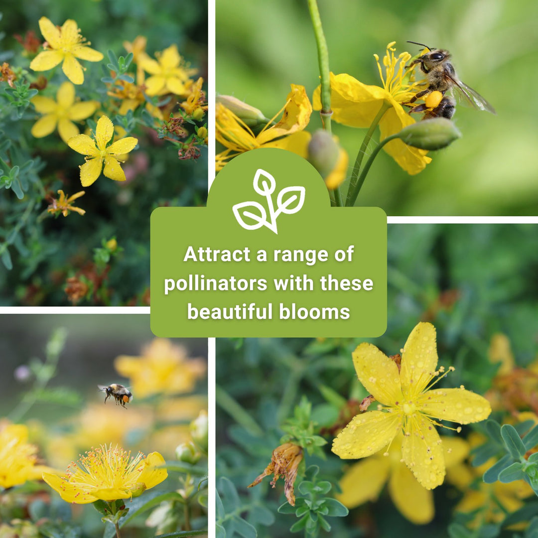 st john's wort plant seeds St. John's Wort