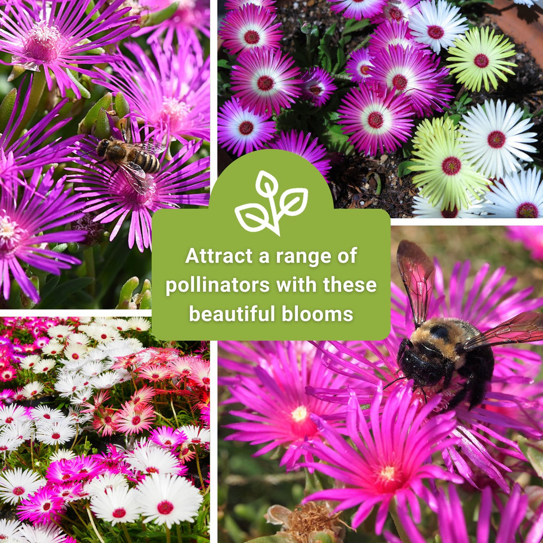 Sow Right Seeds - Ice Plant Flower Seeds for Planting - Non-Invasive Livingstone Daisy, Succulent Like Leaves