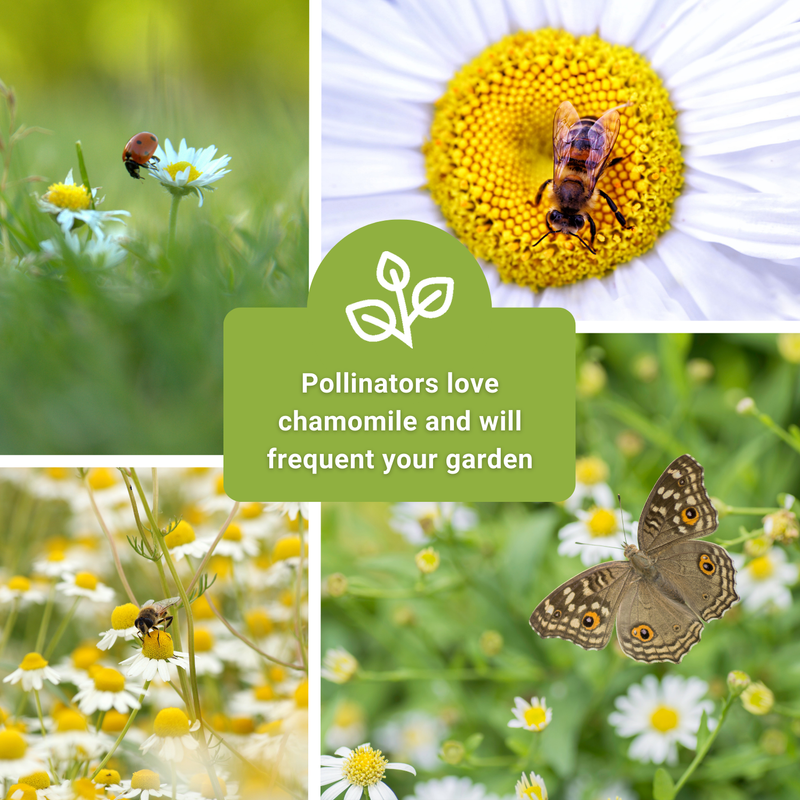 chamomile seed collection collage pollinators love chamomile and will frequent your garden