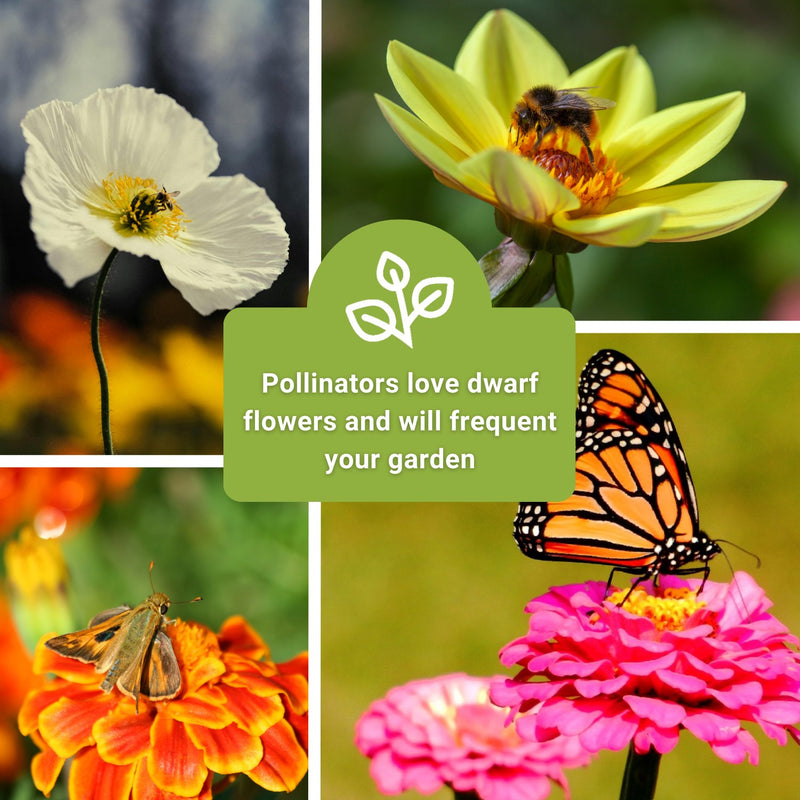 dwarf flower seed collection collage pollinators love dwarf flowers and will frequent your garden