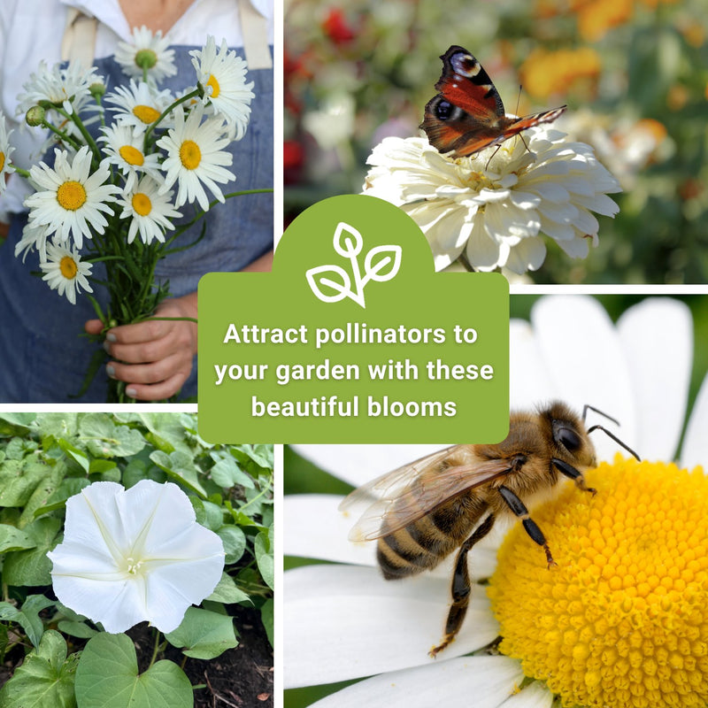 moon garden white flower seed collection attract pollinators to your garden with these beautiful blooms