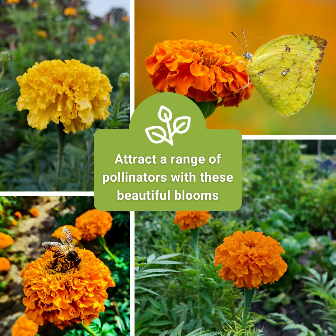 marigold crackerjack seeds Sow Right Seeds Crackerjack African Marigold Seeds for Planting - Non-GMO Heirloom Seed Packet with Instructions - Companion Plant