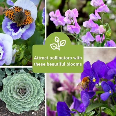 frost hardy flower seed collection attract pollinators with these beautiful blooms