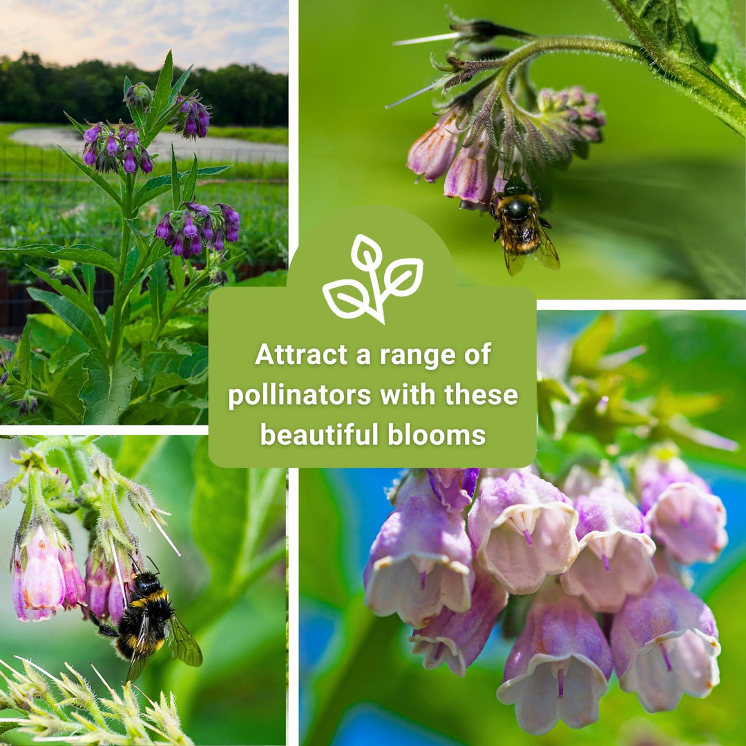 comfrey seeds for planting Sow Right Seeds - Comfrey Seeds for Planting - Non-GMO Heirloom Packet with Instructions to Plant an Outdoor or Indoor Herb Garden