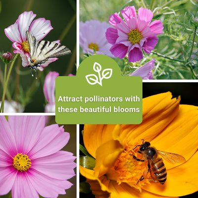 cosmos flower seed collection attract pollinators with these beautiful blooms