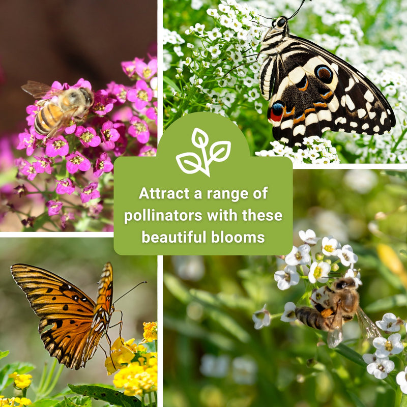 Bulk Sweet Alyssum Mixed 2.5 Grams Seeds