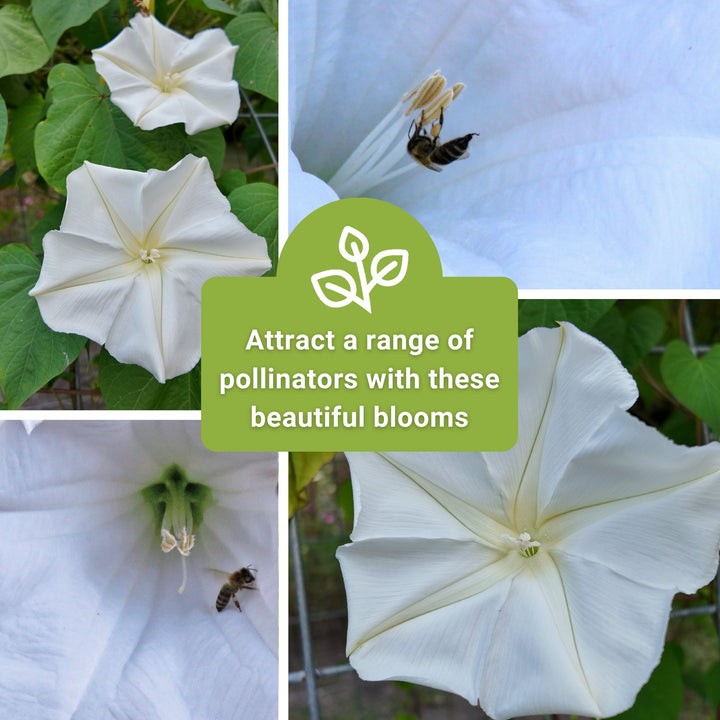 Sow Right Seeds - Moonflower (Ipomoea alba) Flower Seeds for Planting - Beautiful Flowers to Plant in Your Home Garden - Non-GMO Heirloom Seeds - Tall