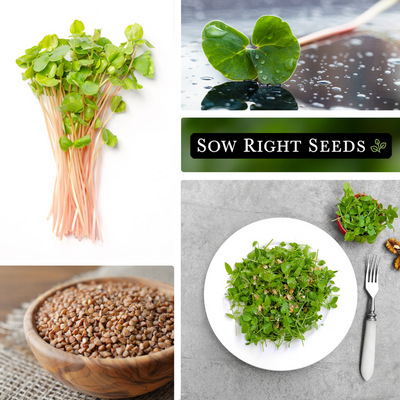 buckwheat microgreens seeds collage harvest bundle leaves seeds in bowls meal on plate