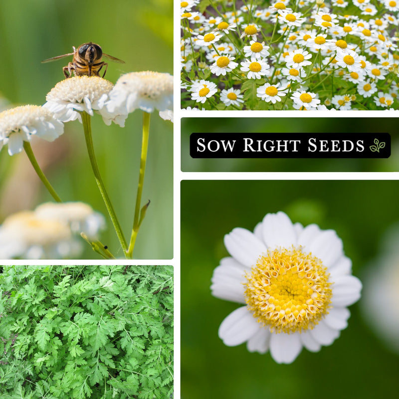 feverfew seeds collage pollinator bee flowers growing in field foliage blossoms blooms