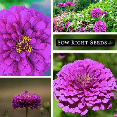 purple prince zinnia seeds collage blooms blossoms growing in garden