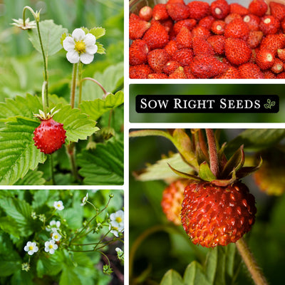 regina alpine strawberry seeds collage berry flower growing in garden large harvest blossoms sunny fruit