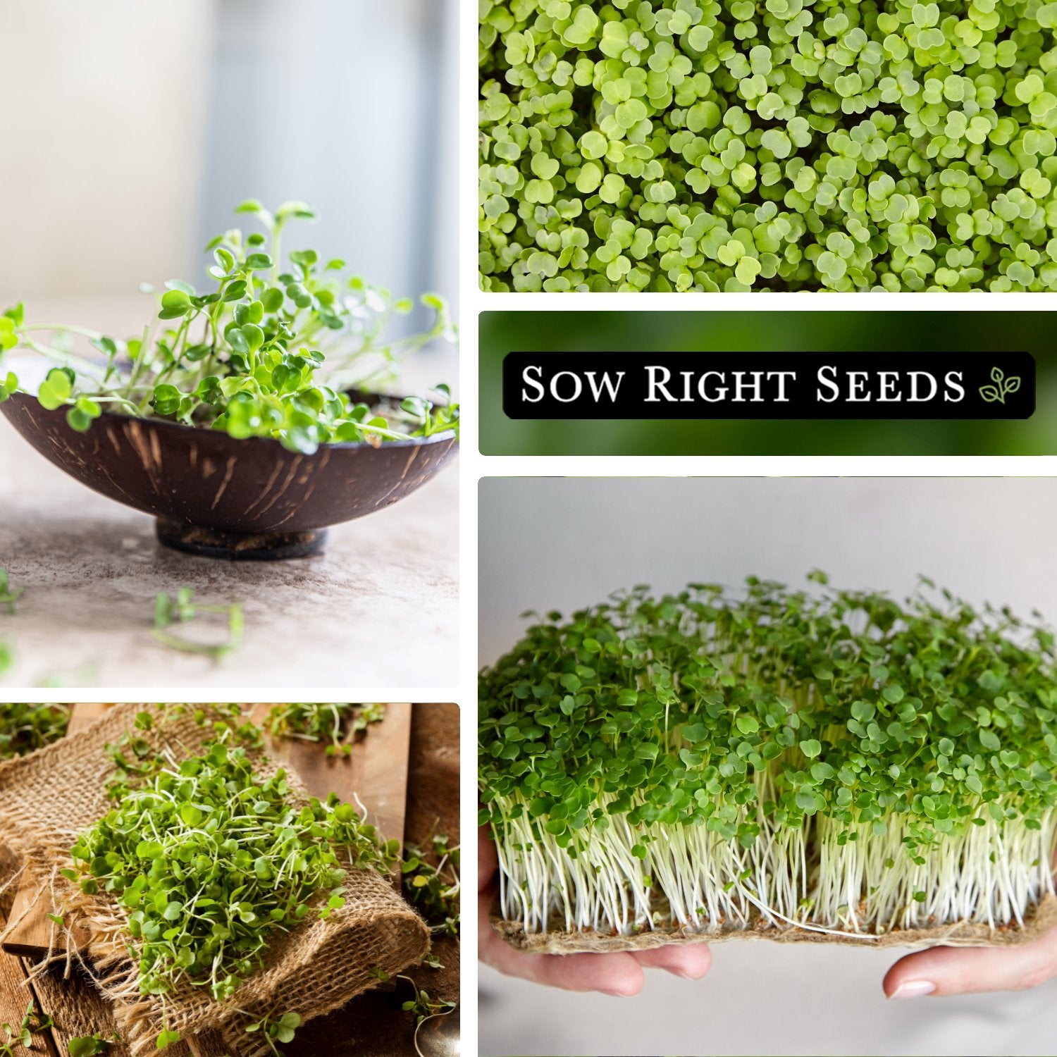 10+ Arugula Microgreen Seeds Arugula Microgreen Seeds for Sprouting | Easy to Grow Anytime – Sow