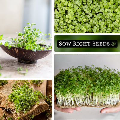 arugula microgreens harvest in bowl, growing, harvested on cloth, harvested in hand