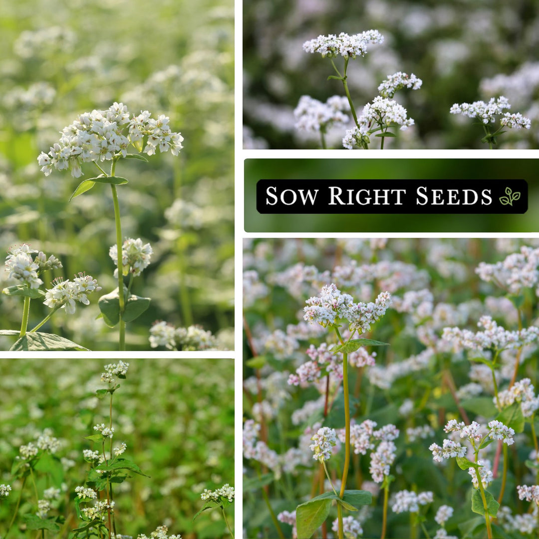 Buckwheat Cover Crop Seeds for Planting in Your Home Garden