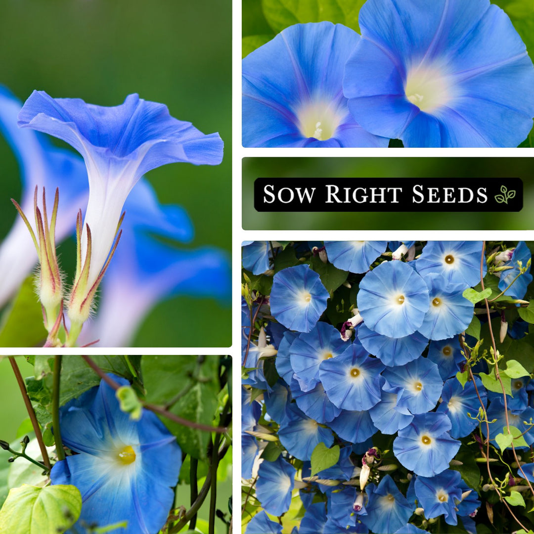 Heavenly Blue Morning Glory | Vining Flower for Planting