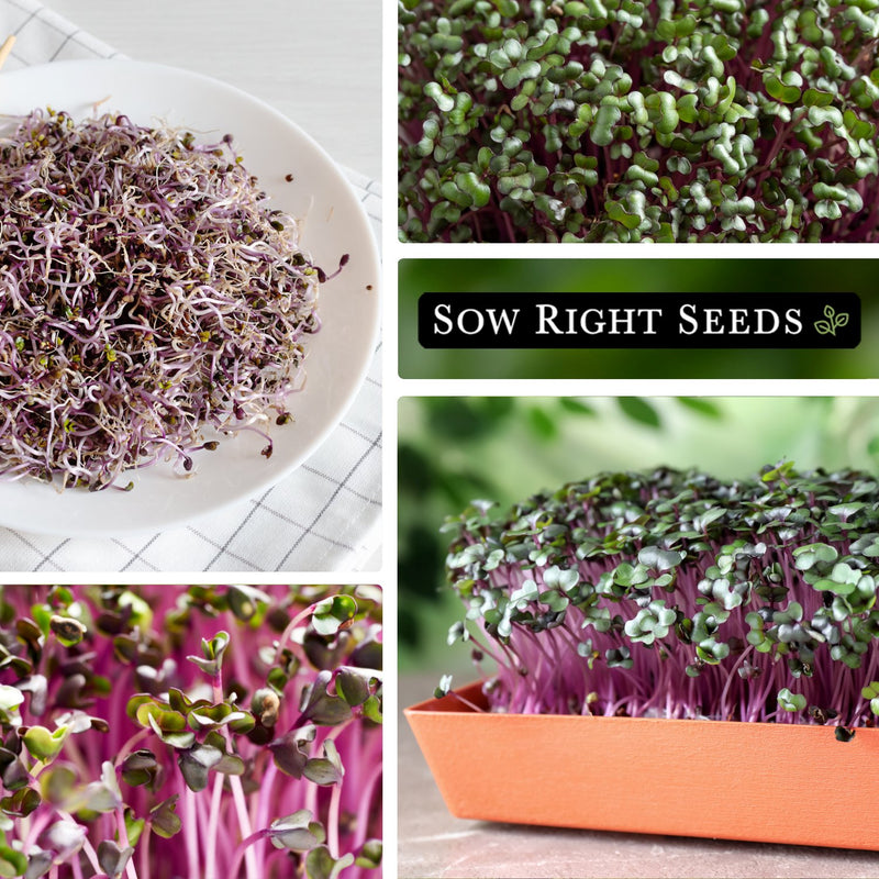 red cabbage microgreens harvested on plate, growing, close-up of growing, growing in tray