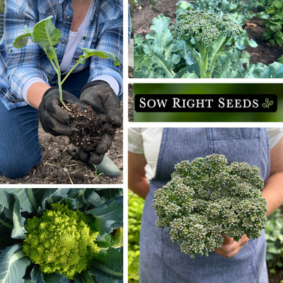 broccoli seed collection collage transplanting growing in garden romanesco harvest bouquet