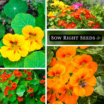 Bulk Nasturtium Jewel Mix 1 Ounce Seeds