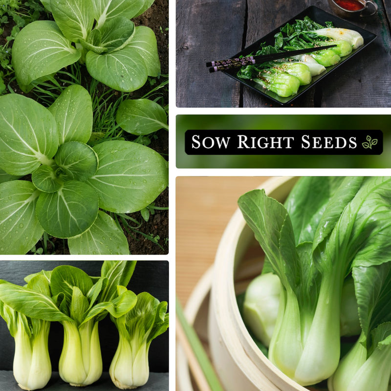 bok choy pak choi bulk jumbo seeds collage growing in garden asian dishes large harvest